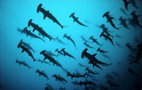 Migration of the hammer head sharks. | Visual writing Prompts | Pinte…