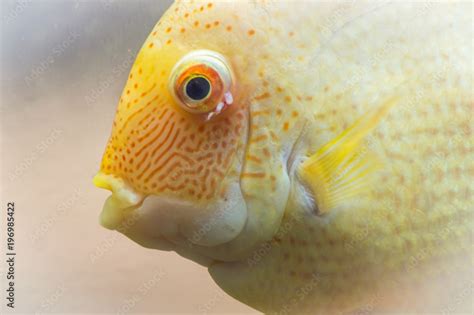 The blood parrot is a hybrid of the midas and the redhead Cichlid. This ...