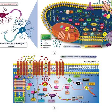 Major functions of presynaptic 5-HT2A receptors (5-HT2A R) at... | Download Scientific Diagram