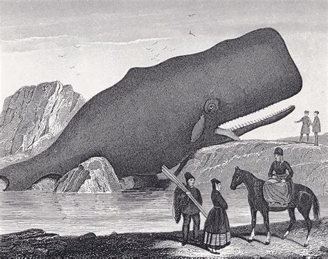 A Beached Sperm Whale, Physeter Drawing by Vintage Design Pics - Fine ...