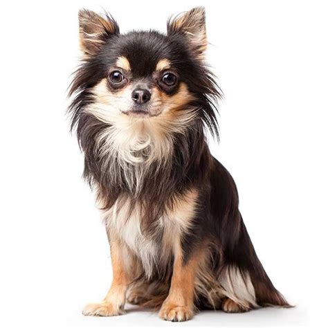 Chihuahua dog on white background – Artofit