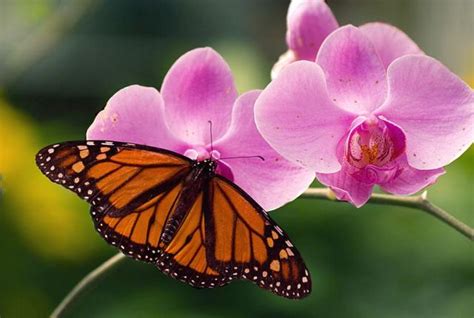purplish pink dendrobium orchid flowers with butterfly.jpg Hi-Res 720p HD