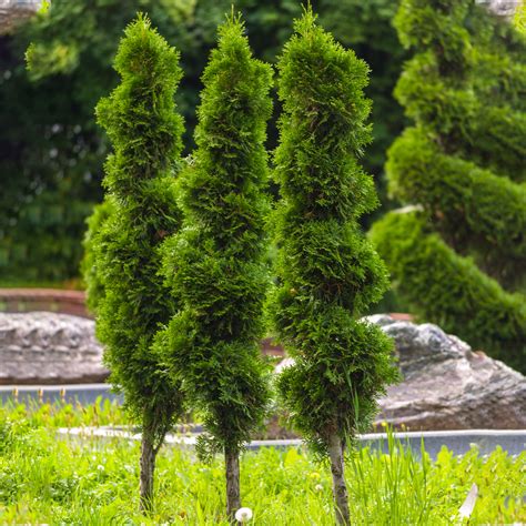 Thuja spp - Plant Safely in Drought-Tolerant Landscapes