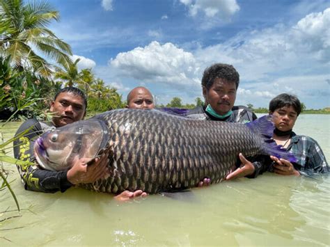 Giant Freshwater Fish Species