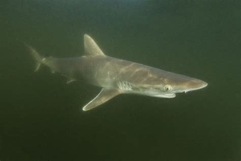 Caribbean Sharpnose Shark for species countdown- Shark Week. | Shark fishing, Shark, Bull shark