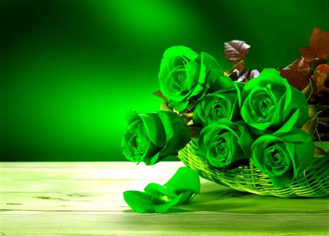 Green Rose Wallpapers, Pictures, Images