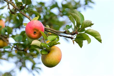 Cerca viva de frutíferas - Revista Natureza