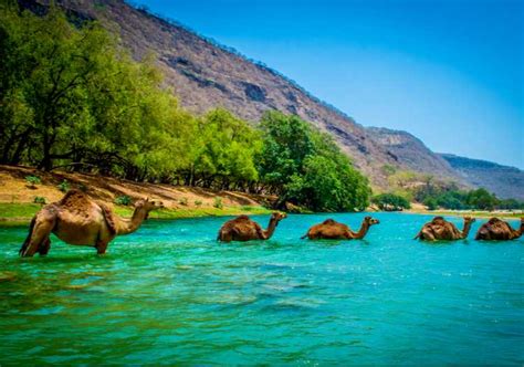 6 Salalah Tour Packages (2024): Best Deals on Trips & Holidays