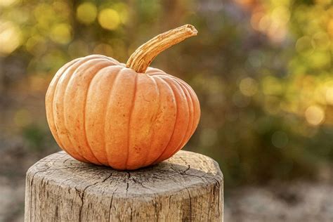 All Types of Pumpkins – The Ultimate Guide to 40 Varieties - Evergreen Seeds