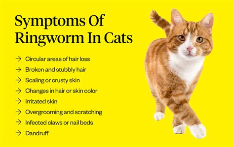 Ringworm In Cats: Symptoms, Causes & Treatment | Dutch