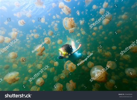 818 Palau Jellyfish Lake Images, Stock Photos & Vectors | Shutterstock