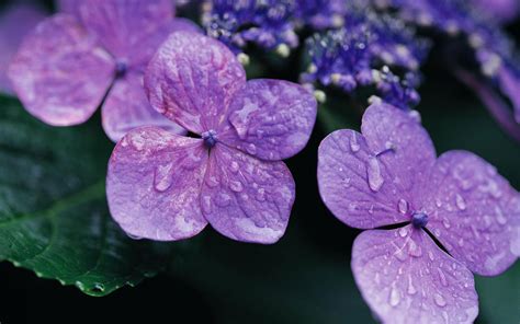 Violet Flowers #6860435