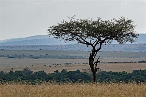 The Culture Tree: Consider the Roots - Global Trellis