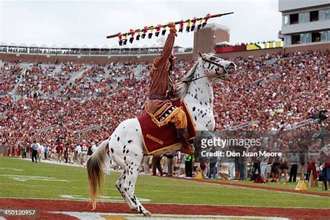 Florida State University Mascot Photos and Premium High Res Pictures ...