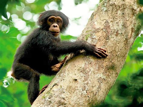 Chimpanzee Trails – Africa Greatwalks