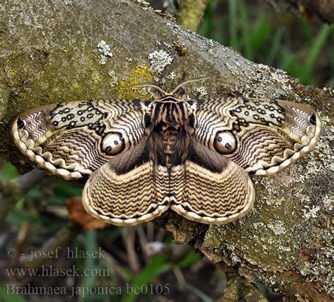 Brahmaea japonica Japanese Owl moth イボタガ