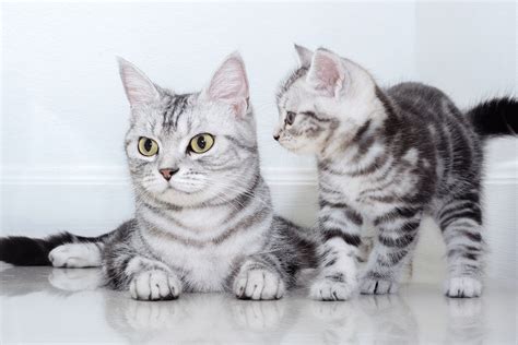 Best Low-Maintenance Cats For Your Home