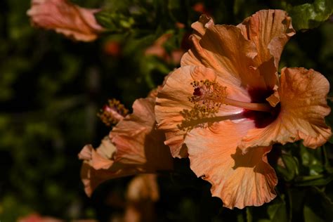 Orange Hibiscus Free Stock Photo - Public Domain Pictures