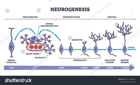 Neurogenesis Detailed Neuron Development Process Stages Stock Vector ...