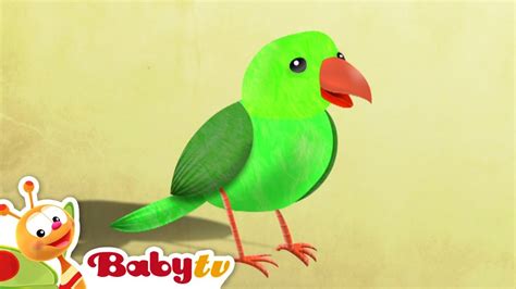 Bird 🦜 | Animals for Kids | Videos for toddlers @BabyTV - YouTube