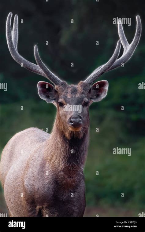 Sambar deer in Ranthambore, India Stock Photo - Alamy