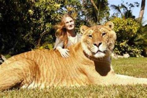 10 Interesting Liger Facts | My Interesting Facts