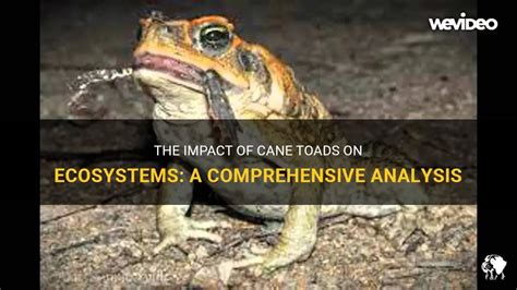 The Impact Of Cane Toads On Ecosystems: A Comprehensive Analysis | PetShun