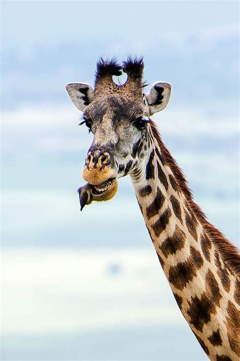 See this giraffe get dental treatment... from a bird | Nature | News | Express.co.uk