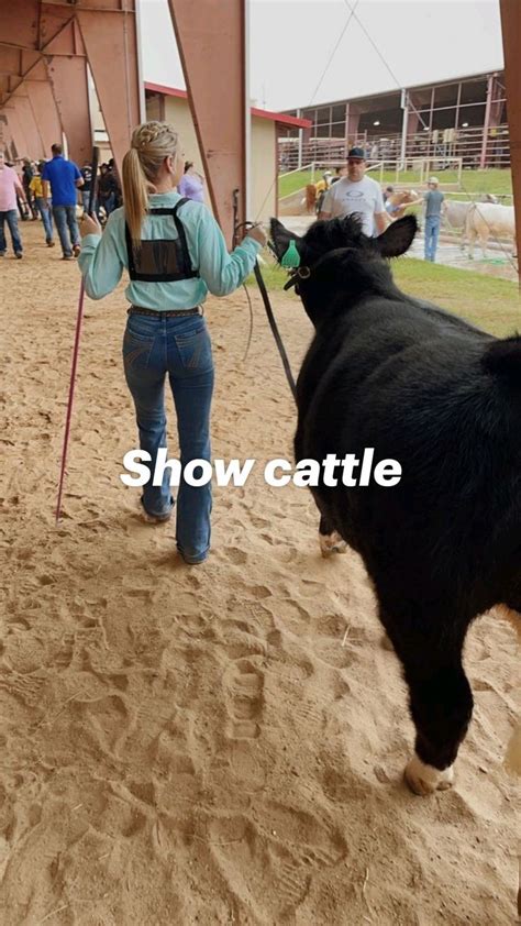 Show cattle | Show cattle, Show cows, Show cattle barn