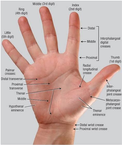 Wrist anatomy, Medical anatomy, Hand therapy