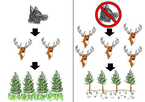 What is Trophic Cascade? Types, Serious Effects and Examples