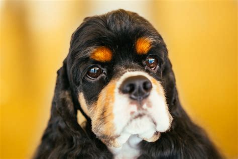 American Cocker Spaniel: Dog Breed Characteristics & Care