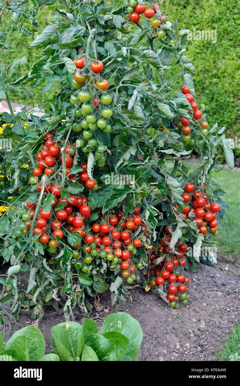 Outdoor grown Cherry tomato plant, F1 Sweet Million, tomatoes ripening ...