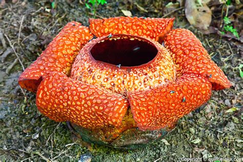 Rafflesia (Rafflesia keithii) flower in Poring 60 cm across with pollenating flies, 4 days old ...