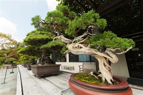 In Washington, Bonsai Trees Express U.S.-Japan Ties « American View