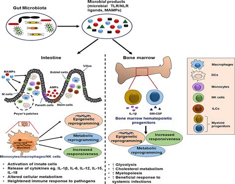 Frontiers | Potential Role of Gut Microbiota in Induction and Regulation of Innate Immune Memory