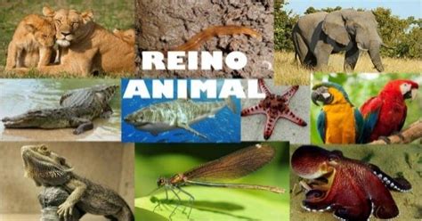 São Exemplos Dos Mais Importantes Filos Do Reino Animal – Novo Exemplo