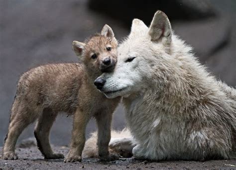 Photo by j.a. kok | Wolf pups, Cute animals, Animals hugging