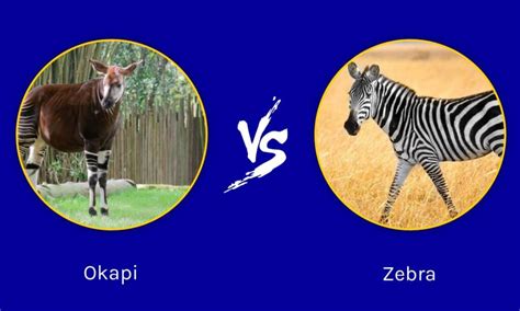 Okapi vs Zebra: What Are Their Differences? - IMP WORLD