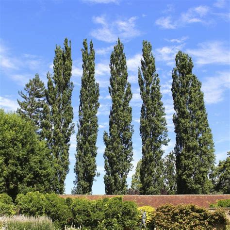 Populus nigra 'Italica' (Lombardy Poplar) – Southern Idaho Landscape Center