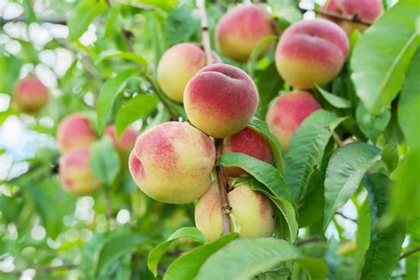 How to Identify and Treat Peach Tree Diseases - Minneopa Orchards