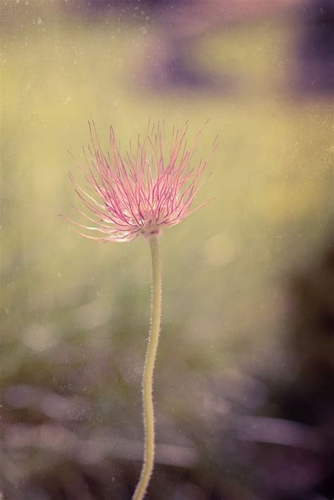 Common Pasque Flower Pulsatilla - Free photo on Pixabay - Pixabay