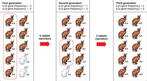 Other Mechanisms of Evolution | Biological Principles