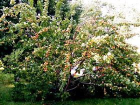 Food: Fruit Cocktail Tree (I want one...)