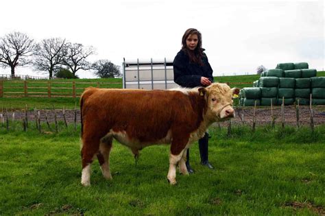 Mini Herefords easy to handle | Hereford cattle, Miniature hereford ...