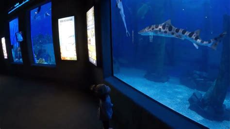 Jenkinson's Aquarium Point Pleasant Beach, New Jersey - YouTube