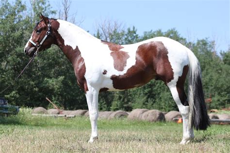 Tobiano Paint Horse | American paint horse, Horse painting, Horses