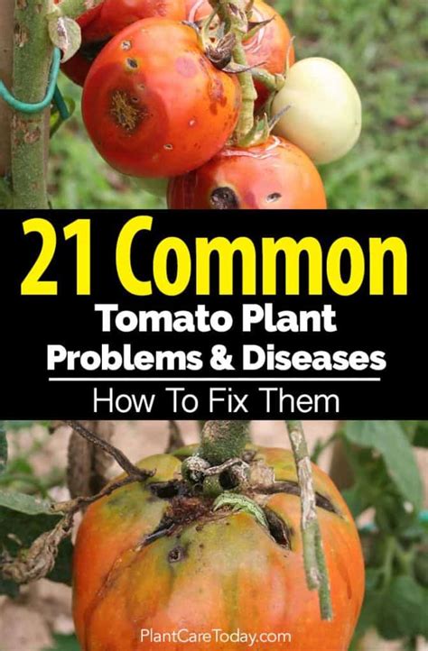 FIXES For 21 Common Tomato Plant Problems and Diseases