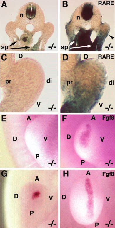 Continuous RA treatment generates a proximodistal RA signal in Raldh2 ...