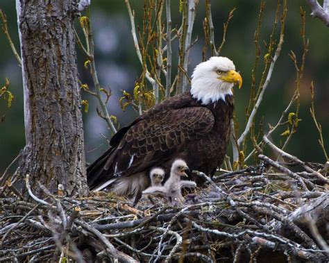 Two-day-old bald eagle chicks active in nest | The Spokesman-Review